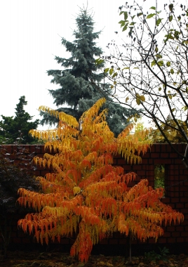 Sumak octowiec (Rhus typhina) Tiger Eyes [Bailtiger]